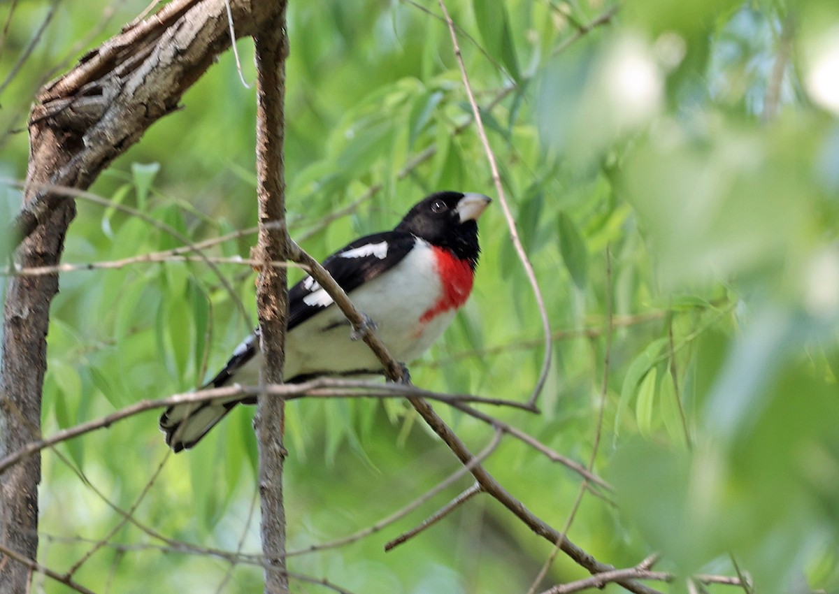 Rose-breasted Grosbeak - Joel Swanstrom