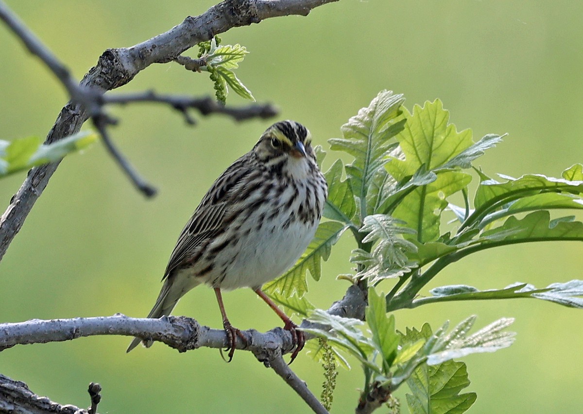 Savannah Sparrow - Joel Swanstrom