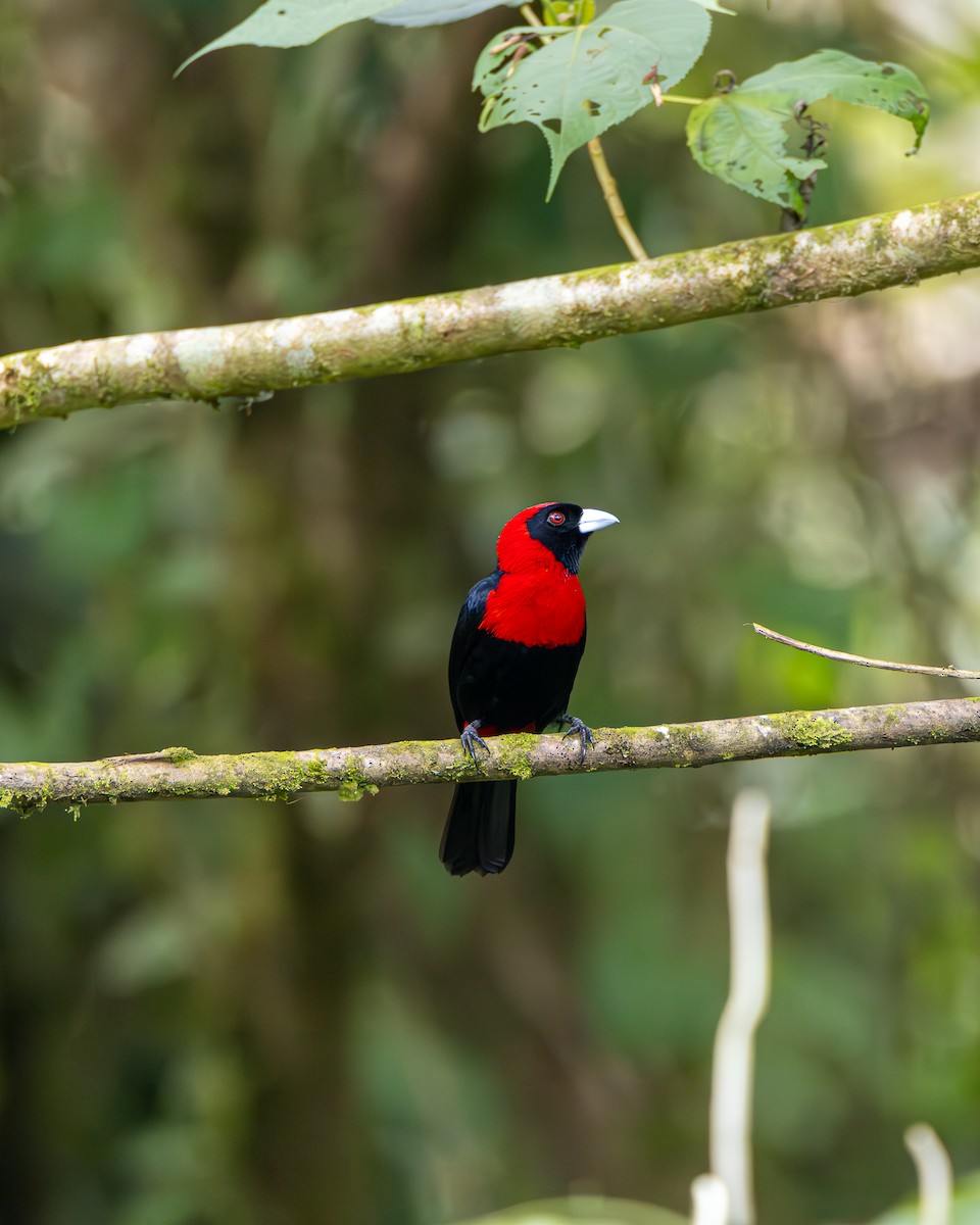 Crimson-collared Tanager - Kevin Richmond