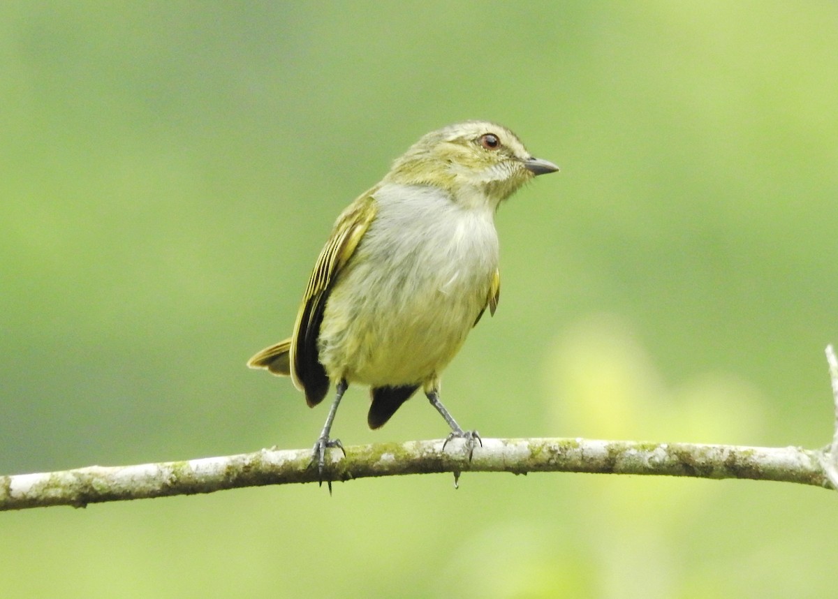 Mistletoe Tyrannulet - ML618972663