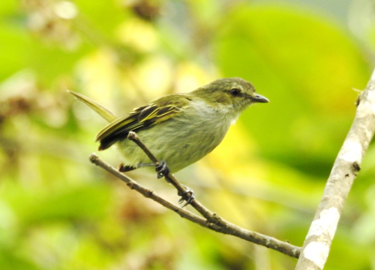 Mistletoe Tyrannulet - ML618972666