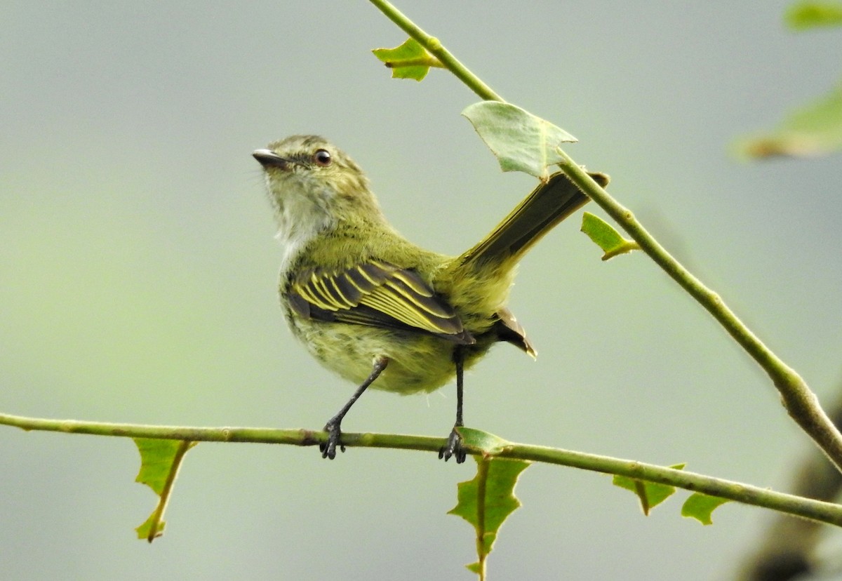 Mistletoe Tyrannulet - ML618972668