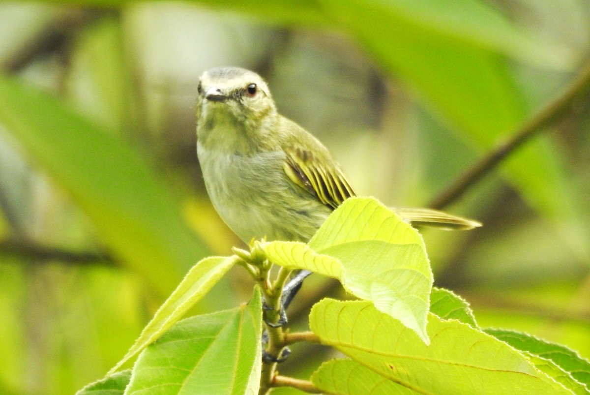 Mistletoe Tyrannulet - ML618972669