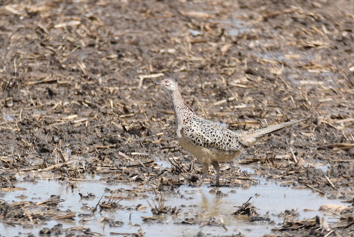 Ring-necked Pheasant - ML618972680