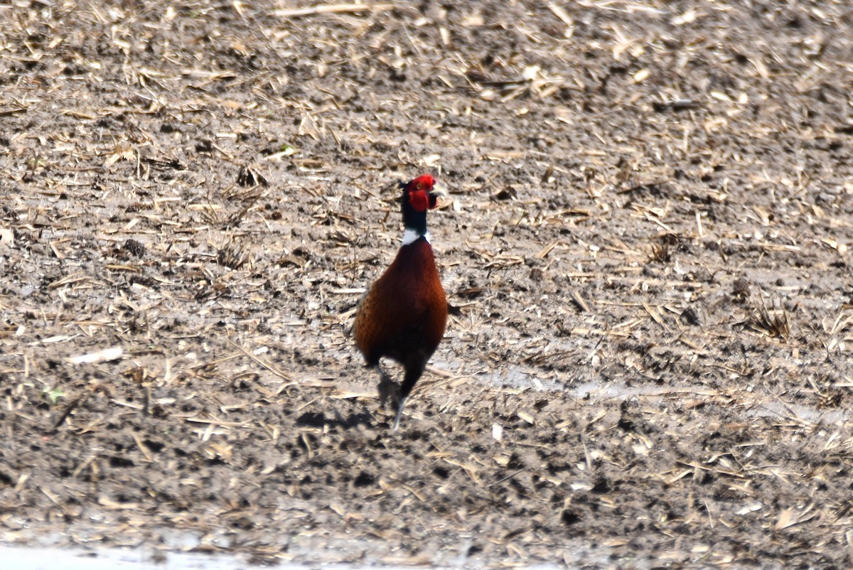 Ring-necked Pheasant - ML618972681