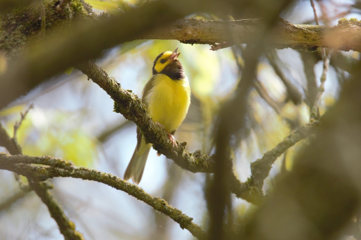 Hooded Warbler - Ana Luisa Santo