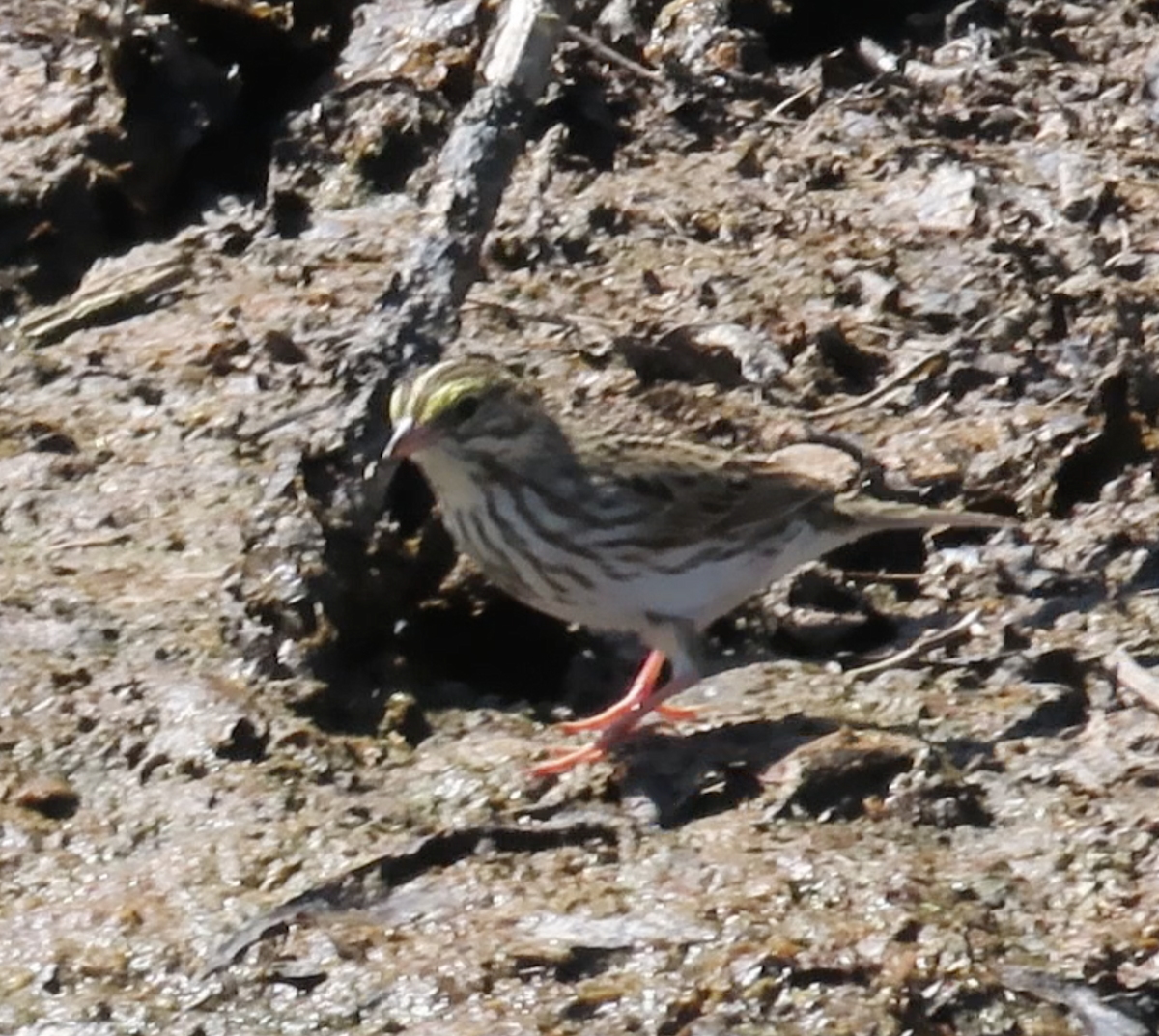 Savannah Sparrow - ML618972724