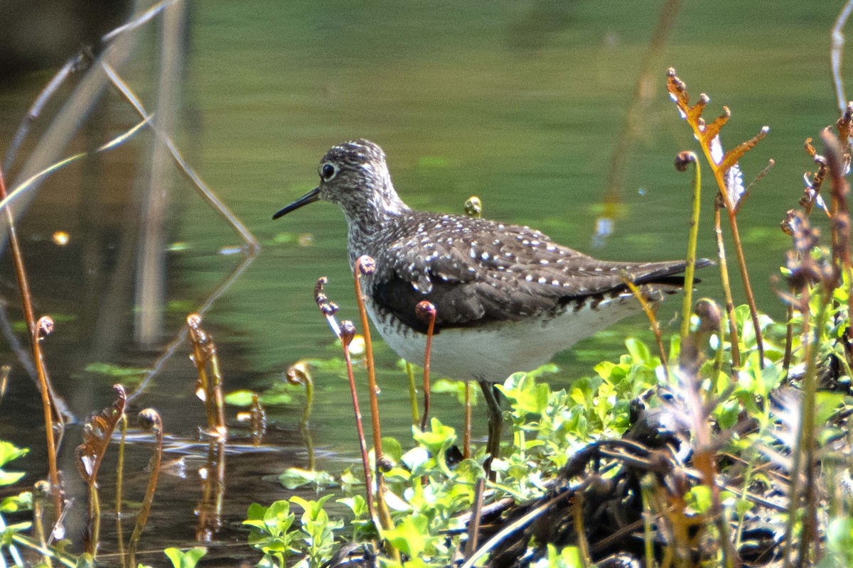 Solitary Sandpiper - ML618972726