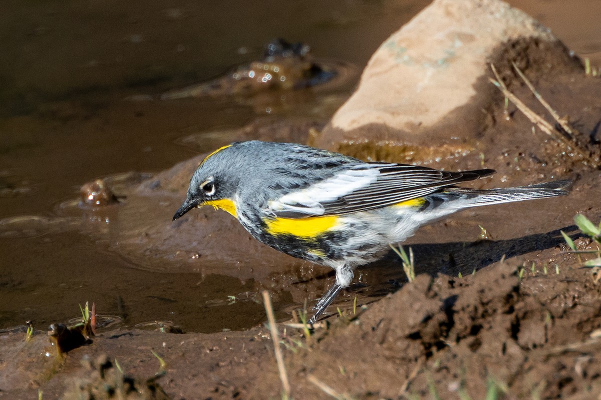 Yellow-rumped Warbler (Audubon's) - Robert Wheat