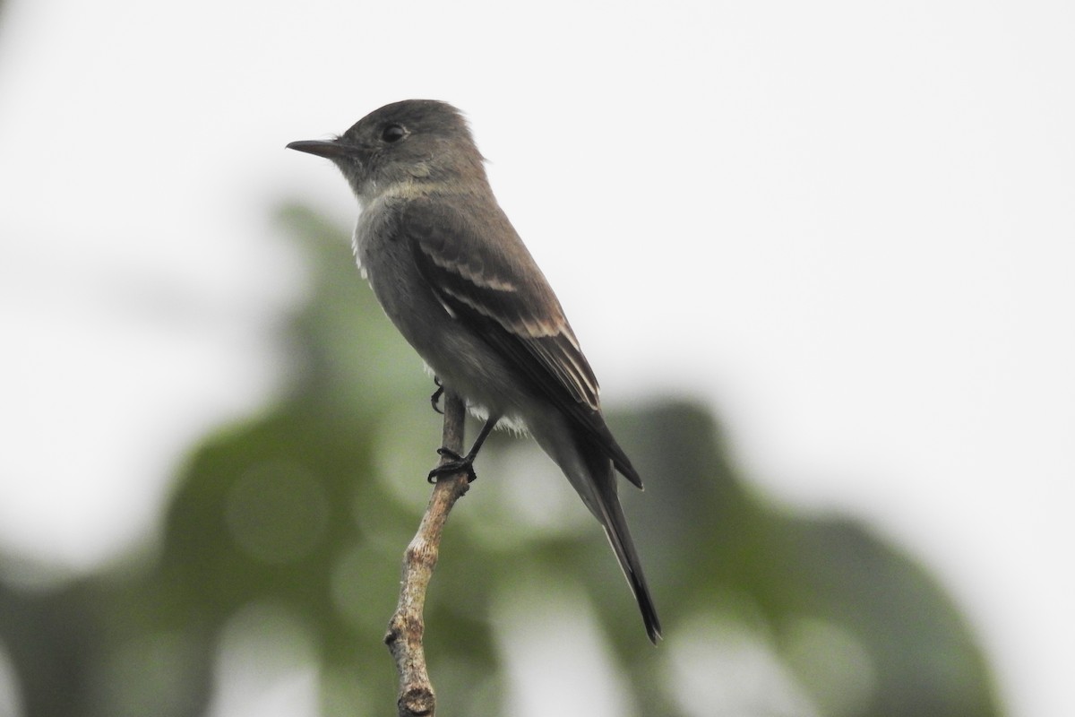 Eastern Wood-Pewee - ML618972728