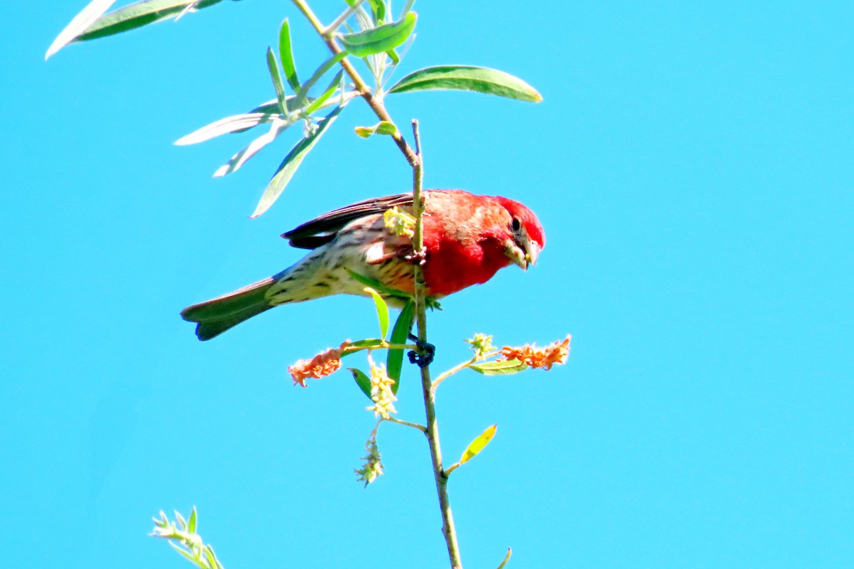 House Finch - ML618972735