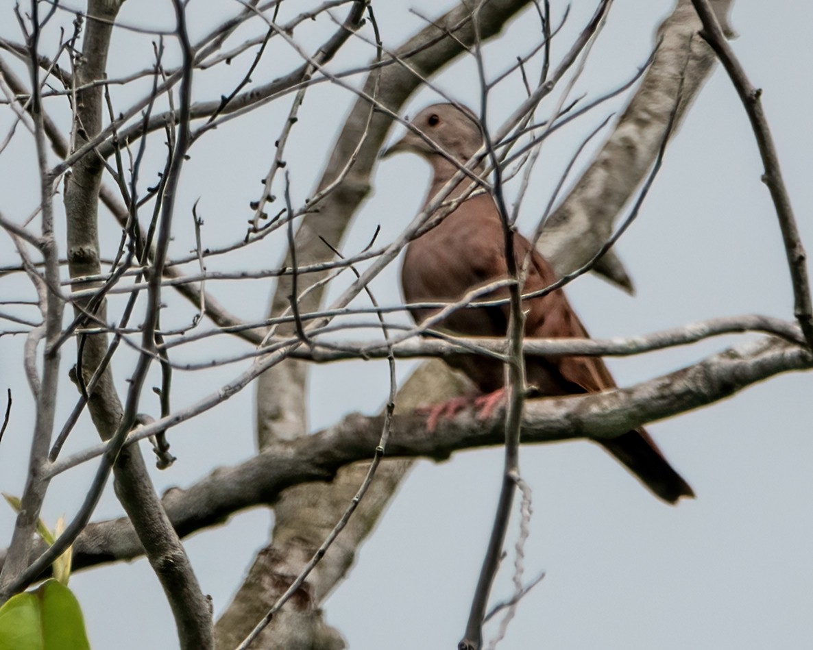 Ruddy Ground Dove - Albino Paiva