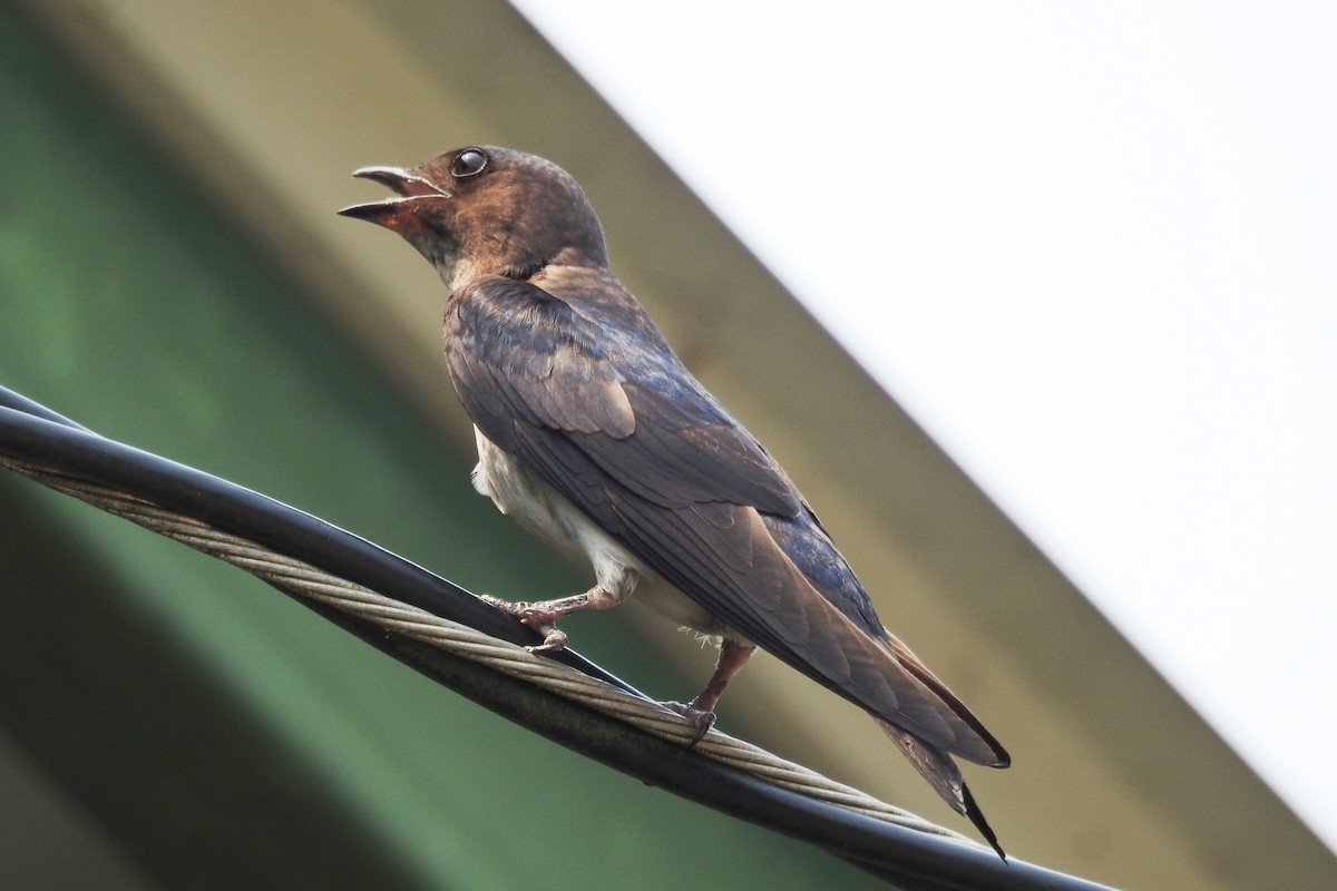 Gray-breasted Martin - ML618972748