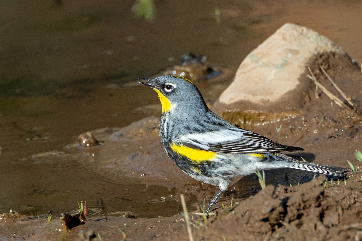 Yellow-rumped Warbler (Audubon's) - Robert Wheat