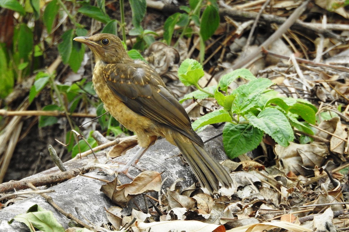 Clay-colored Thrush - ML618972762