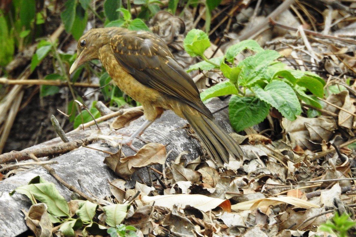 Clay-colored Thrush - ML618972764