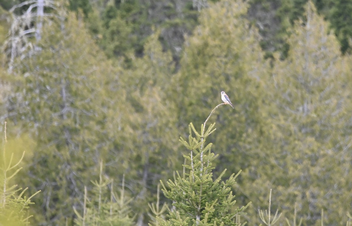 American Kestrel - Yves Morin