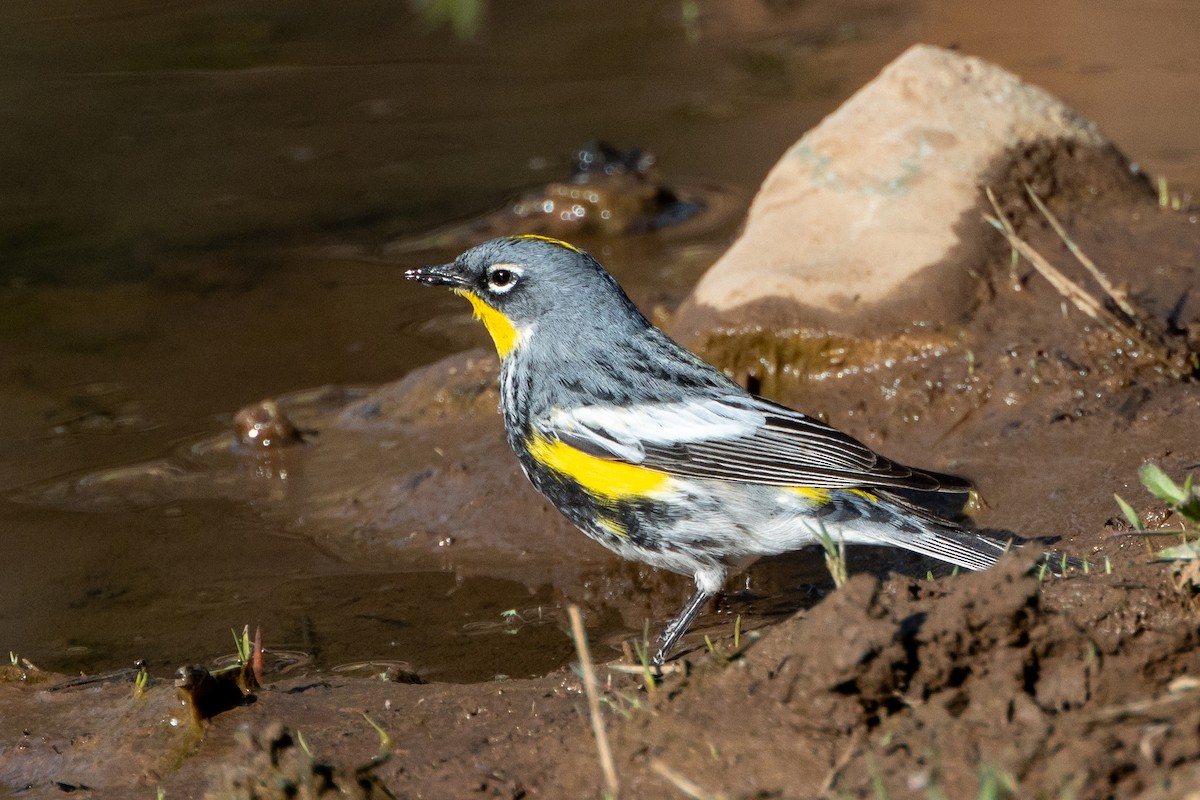 Yellow-rumped Warbler (Audubon's) - Robert Wheat