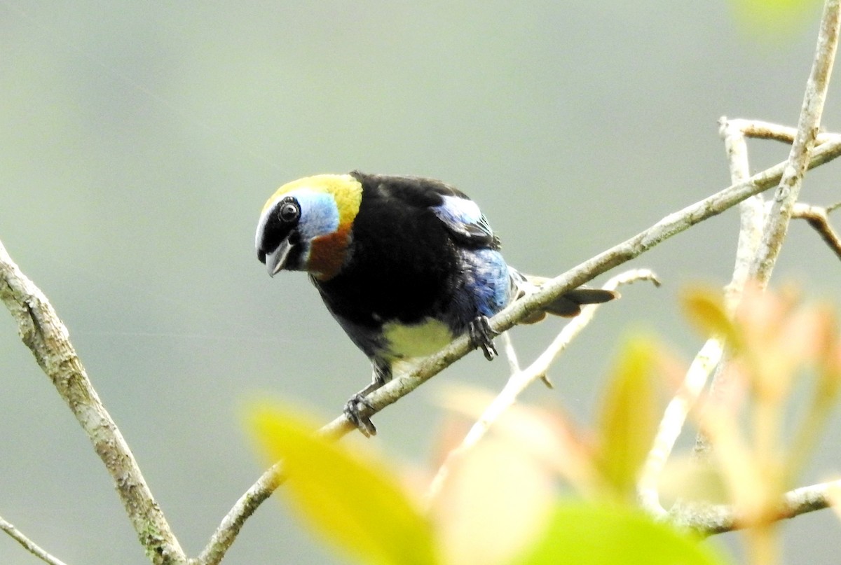 Golden-hooded Tanager - ML618972794