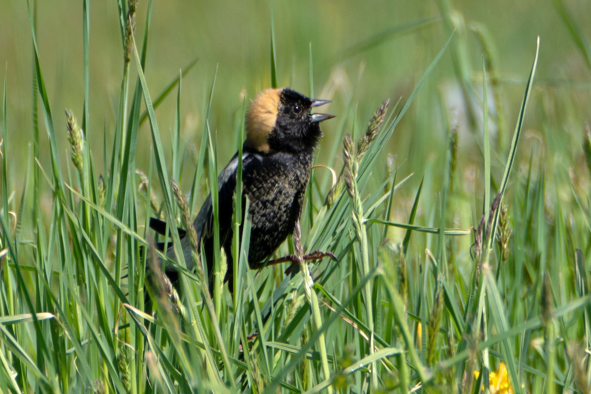 bobolink americký - ML618972825