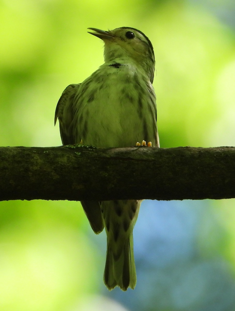 Black-and-white Warbler - ML618972843