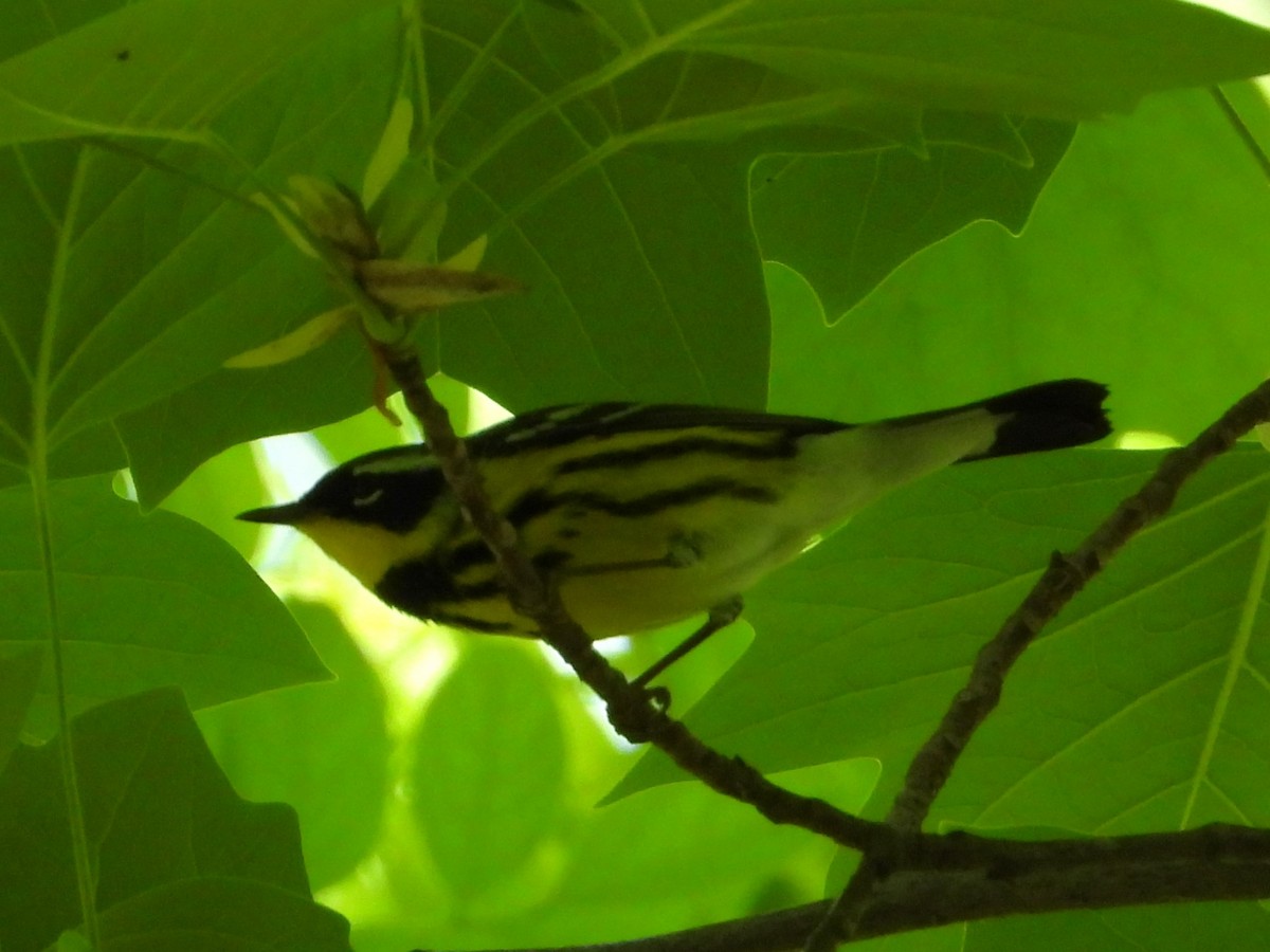 Magnolia Warbler - Mike Cianciosi