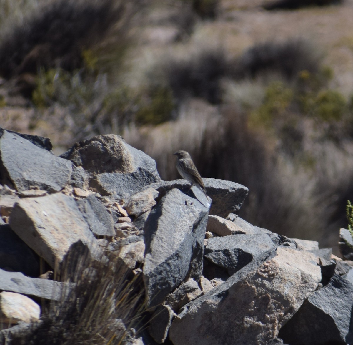 Plumbeous Sierra Finch - Reynaldo Valdivia Reyes