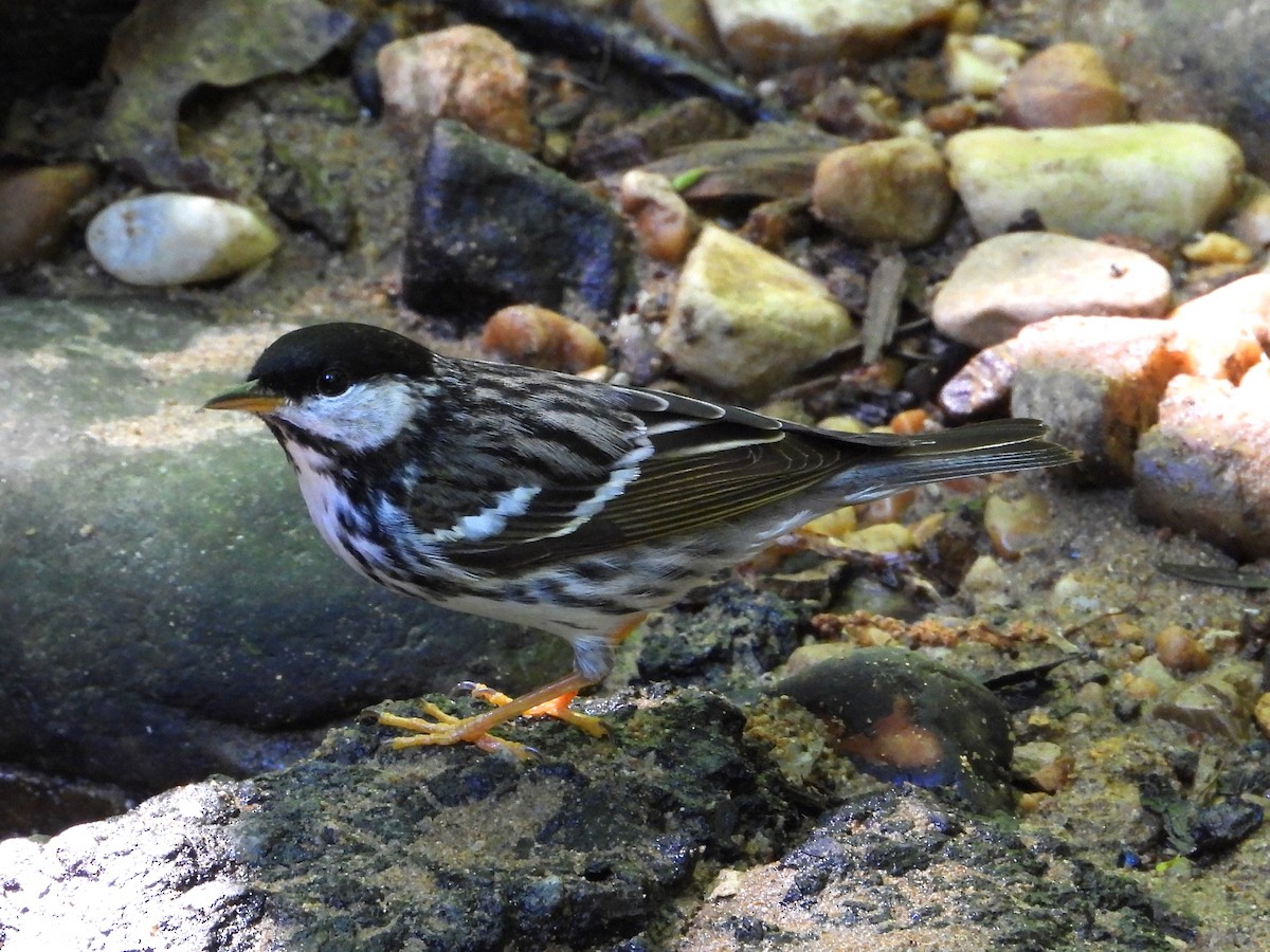 Blackpoll Warbler - Mike Cianciosi