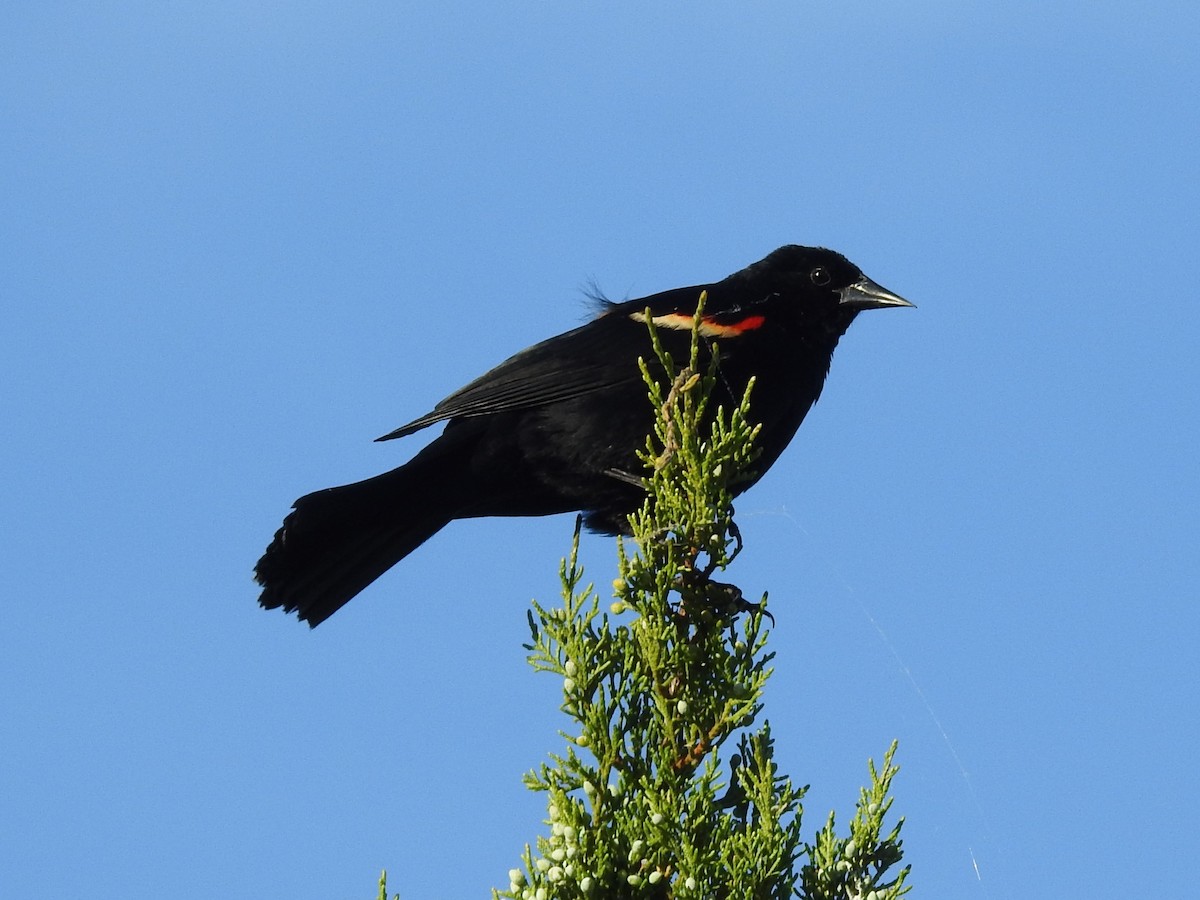 Red-winged Blackbird - Ronnie Hewlette