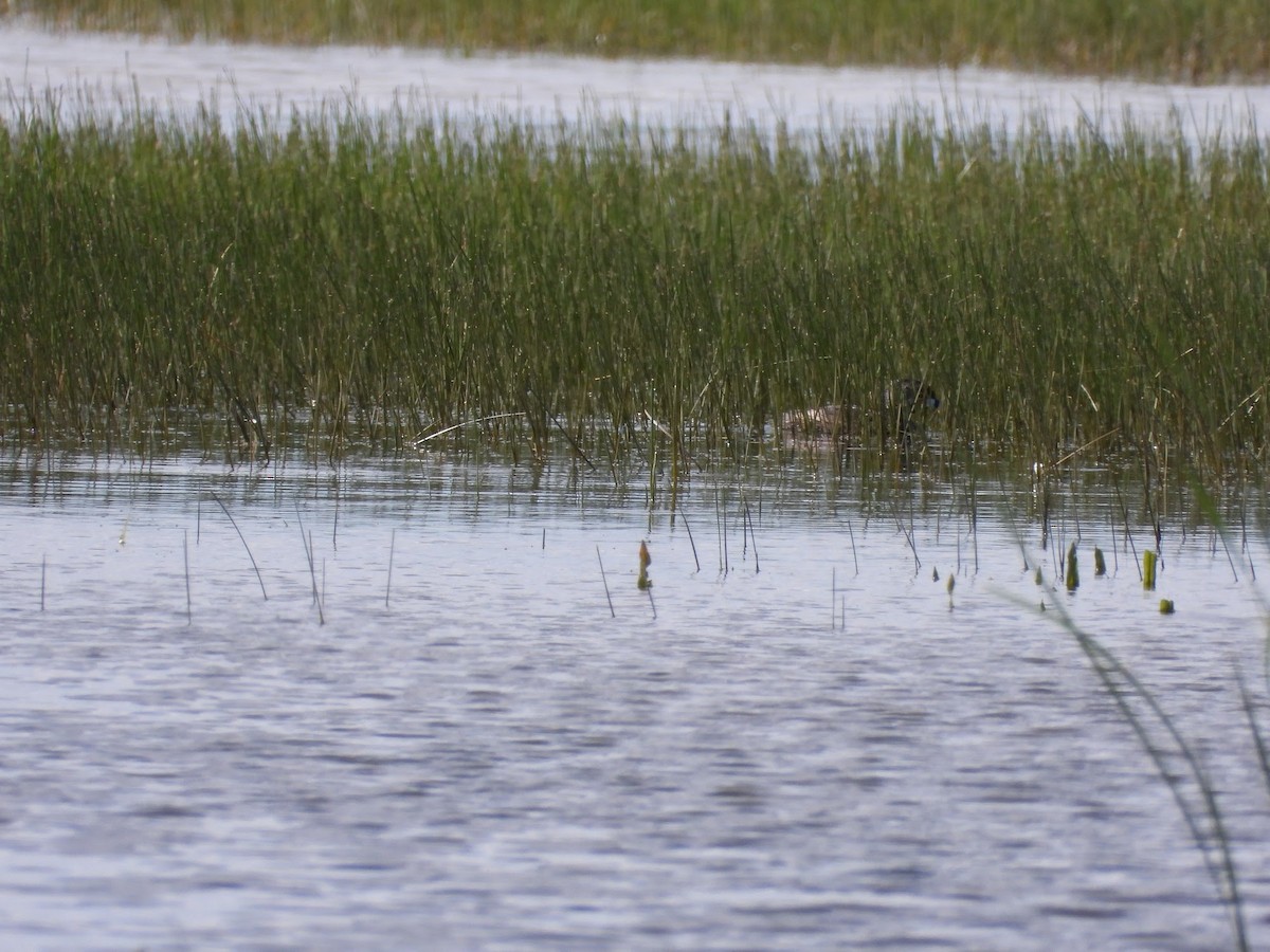 Pied-billed Grebe - ML618972915