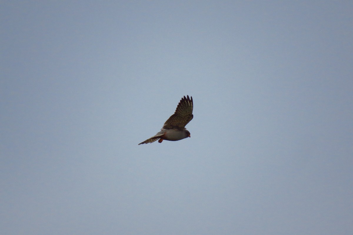 Red-footed Falcon - Georgi Kamov