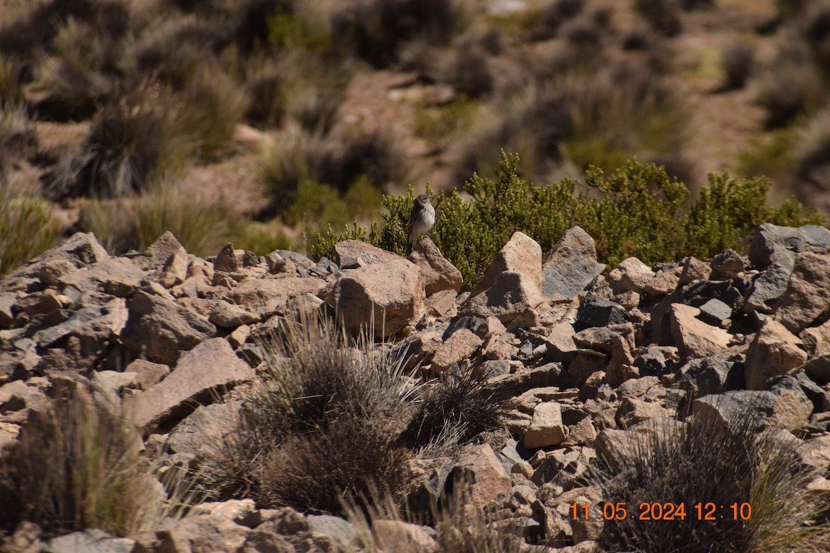 Ash-breasted Sierra Finch - ML618972923