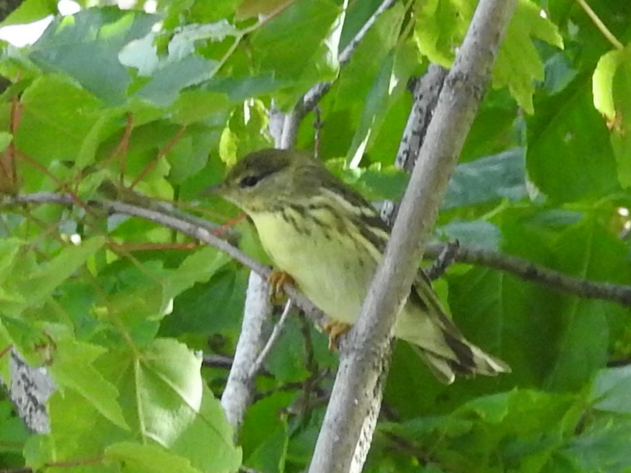 Blackpoll Warbler - ML618972924