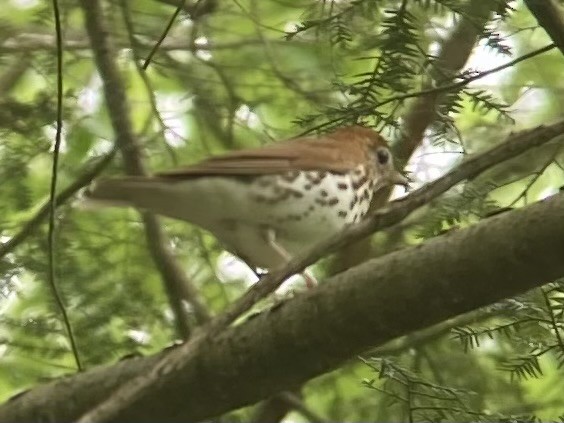 Wood Thrush - ML618972931