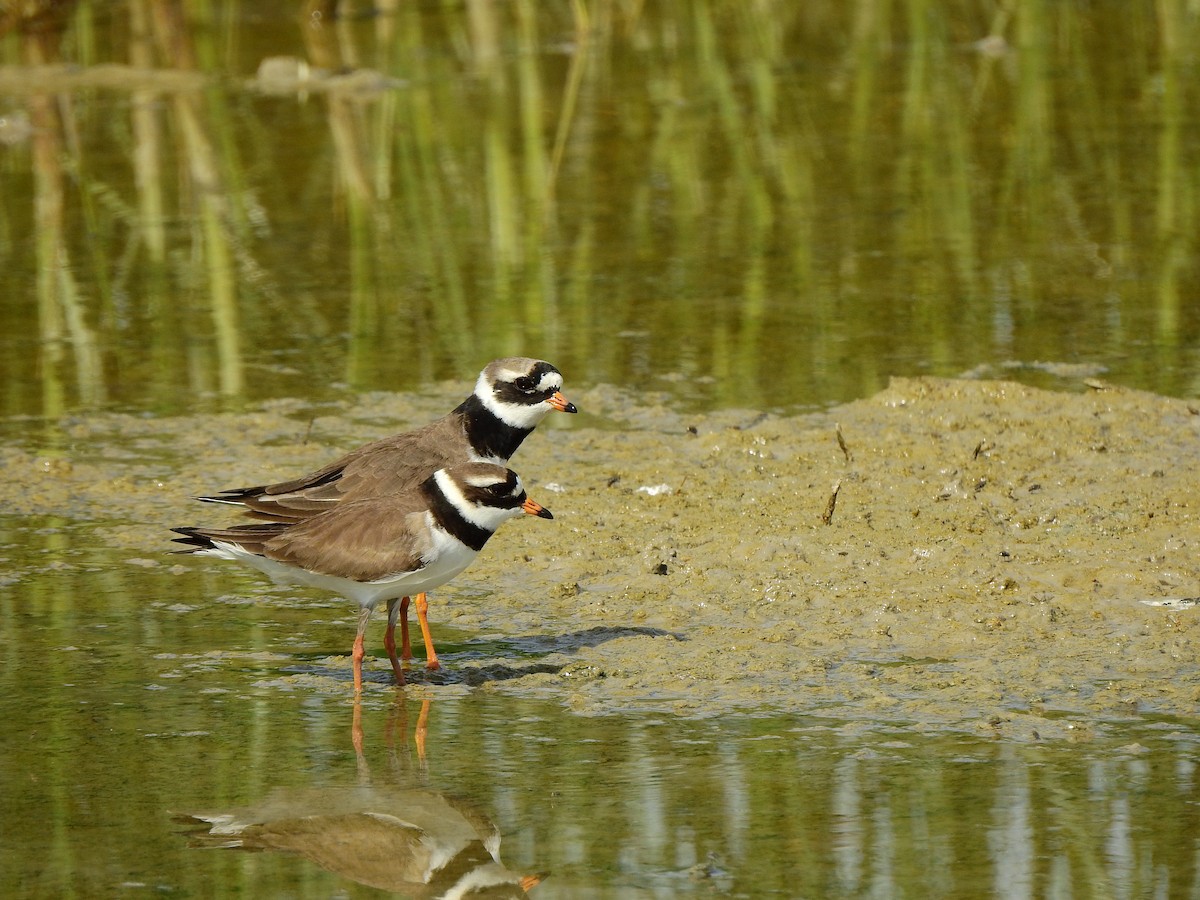 Common Ringed Plover - ML618972936