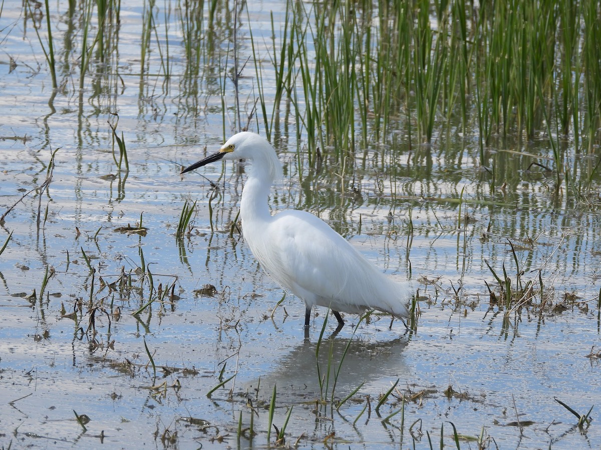 Snowy Egret - Amanda Dickey