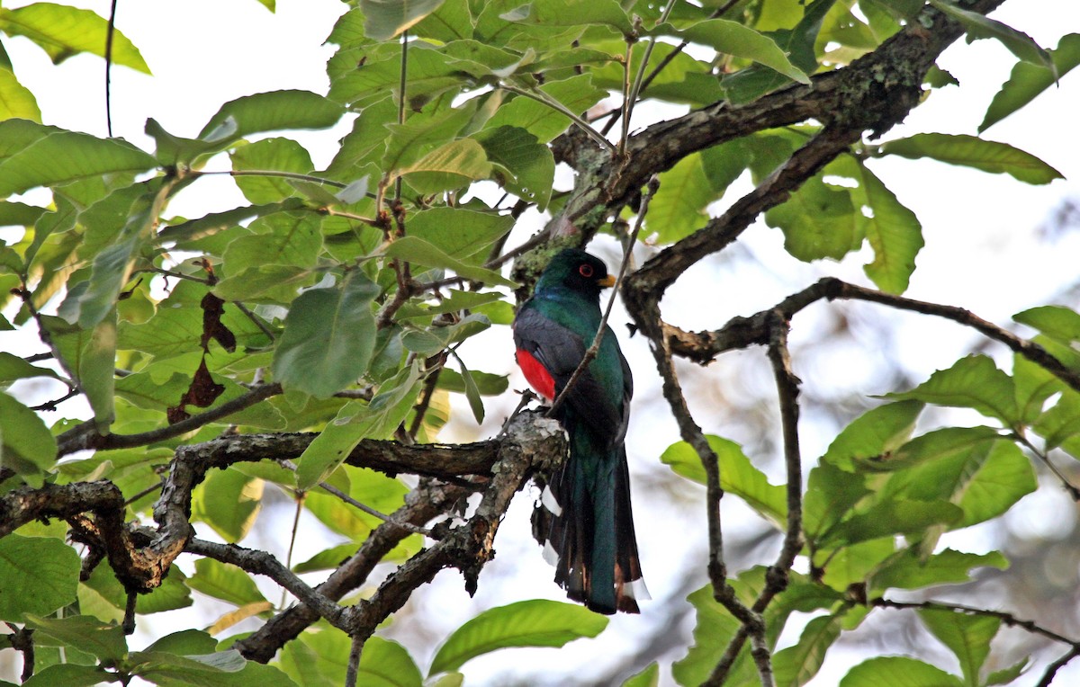 Mountain Trogon - David Medina