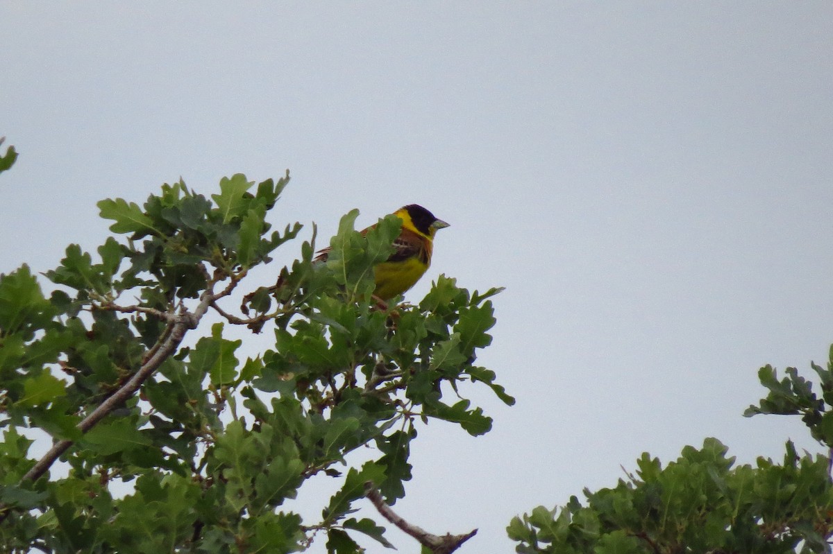 Black-headed Bunting - ML618972970