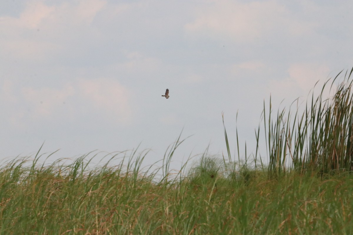 African Marsh Harrier - ML618972977