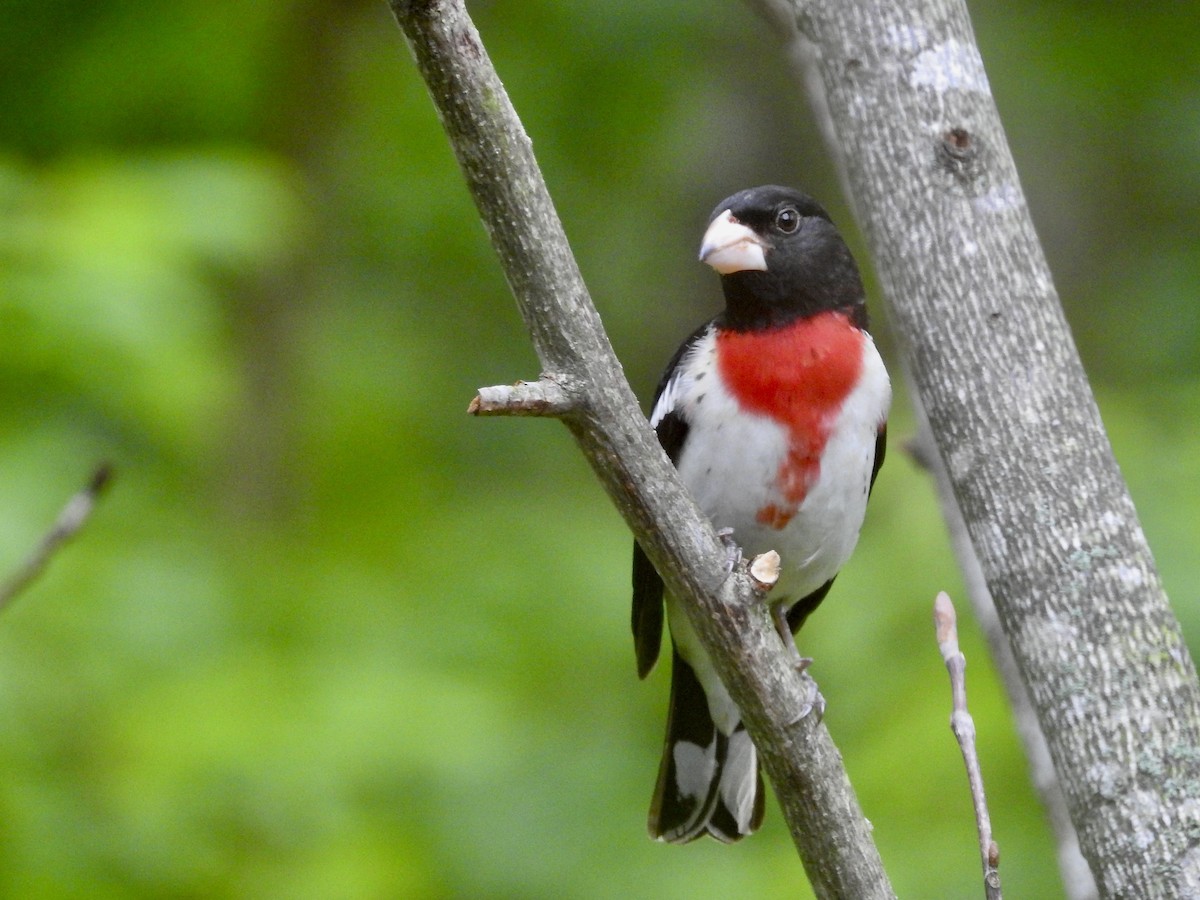 Rose-breasted Grosbeak - Richard A Fischer Sr.