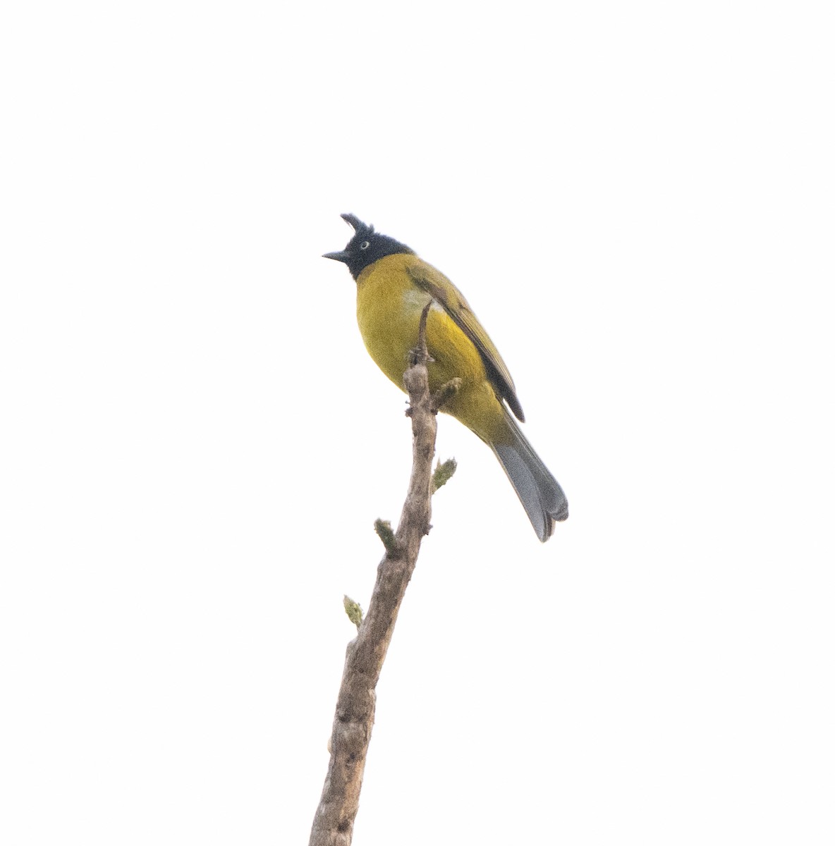 Black-crested Bulbul - Anurag Mishra