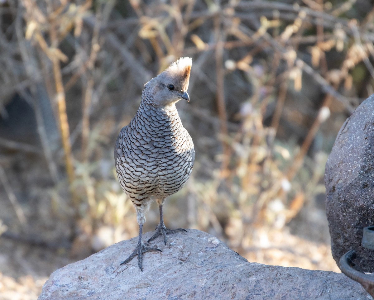 Scaled Quail - William Price