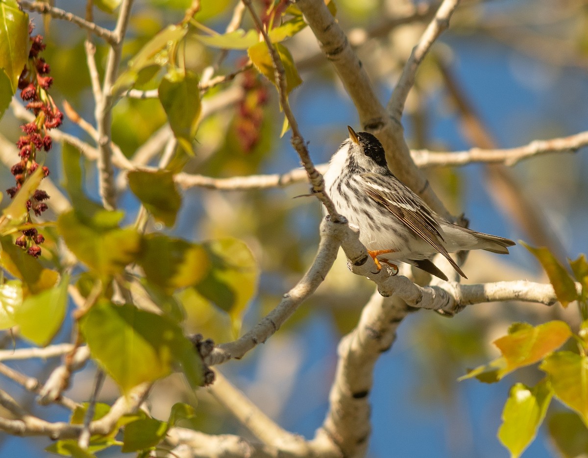 Blackpoll Warbler - ML618973013