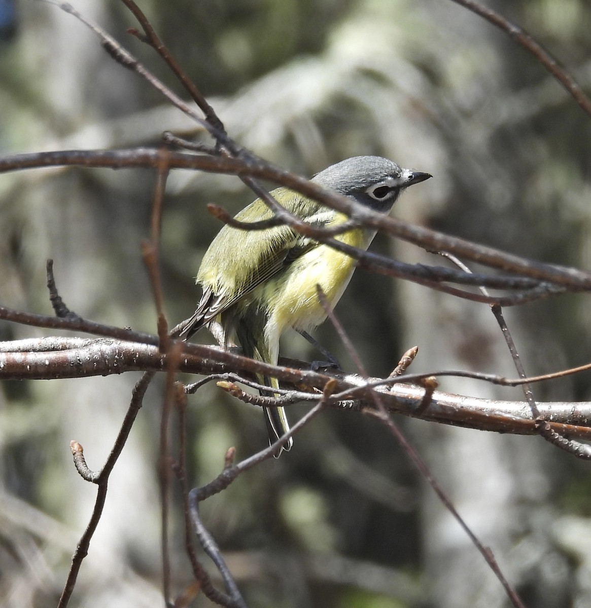 Blue-headed Vireo - Louise Duguay