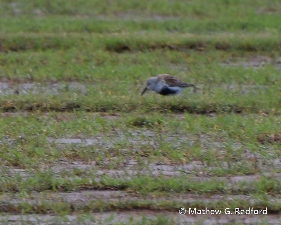 Dunlin - ML618973027