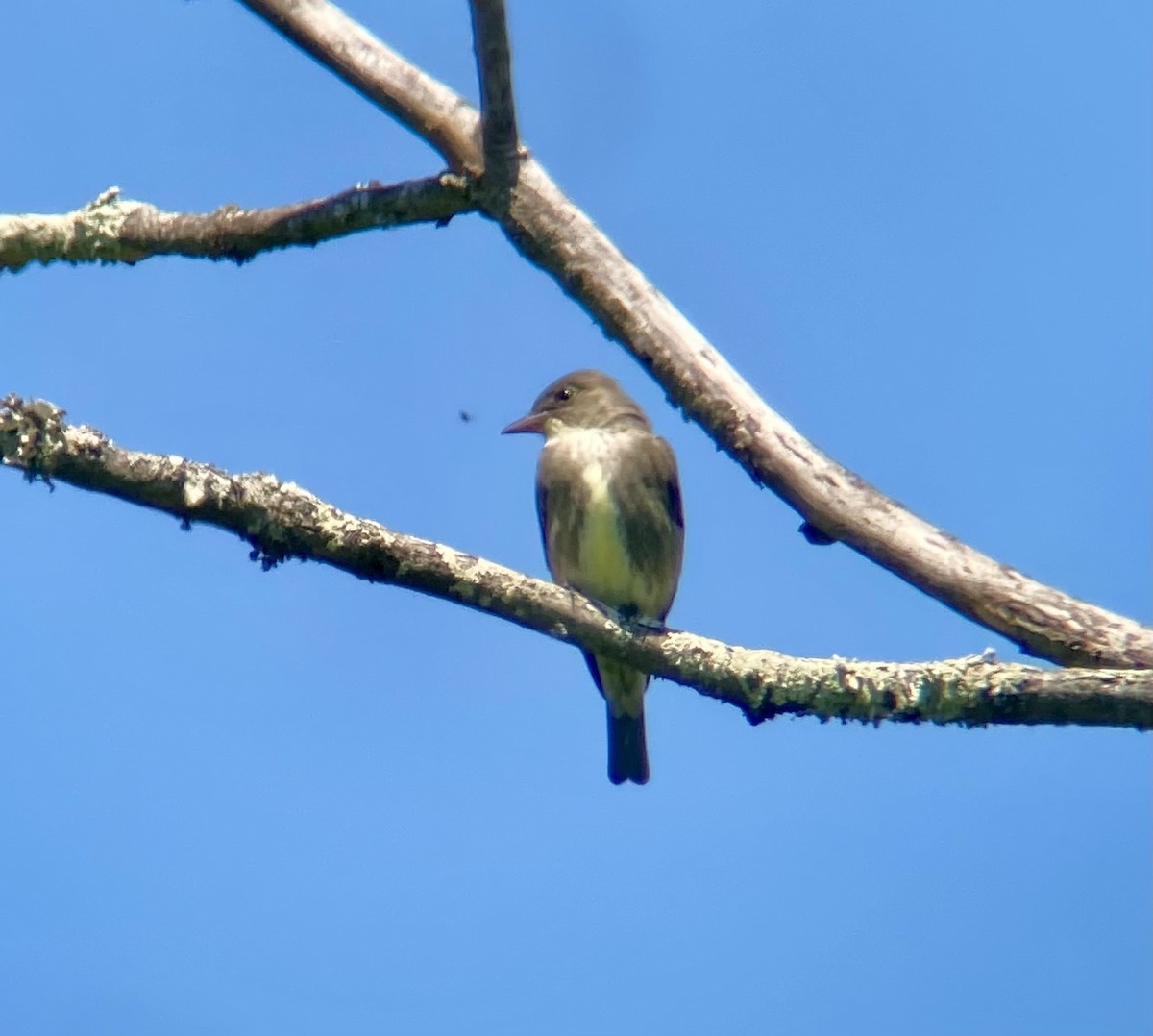 Olive-sided Flycatcher - Michael Onel