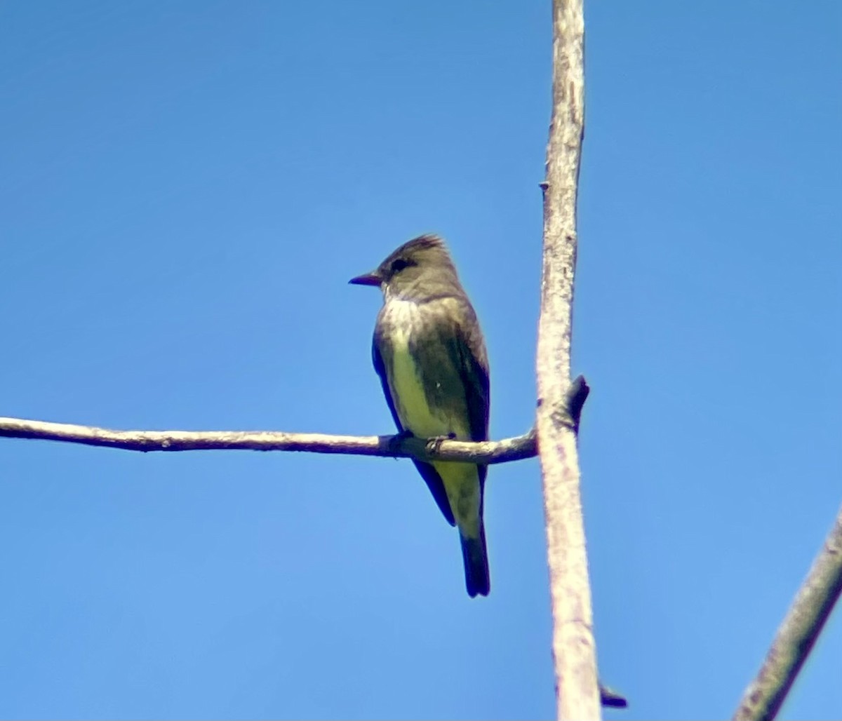 Olive-sided Flycatcher - ML618973056