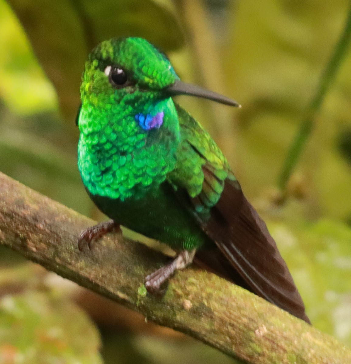 Green-crowned Brilliant - Víctor Blanco Méndez