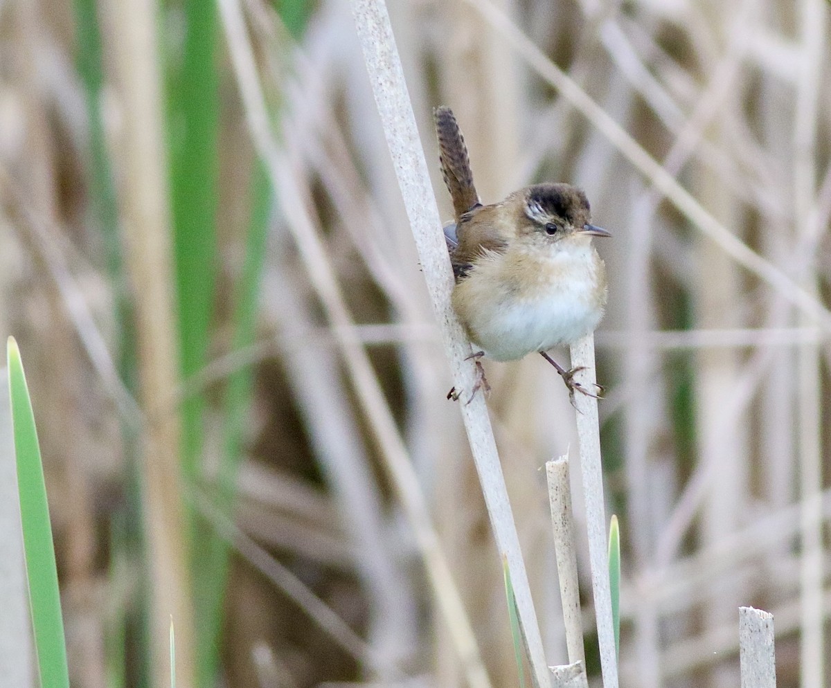 Marsh Wren - ML618973089