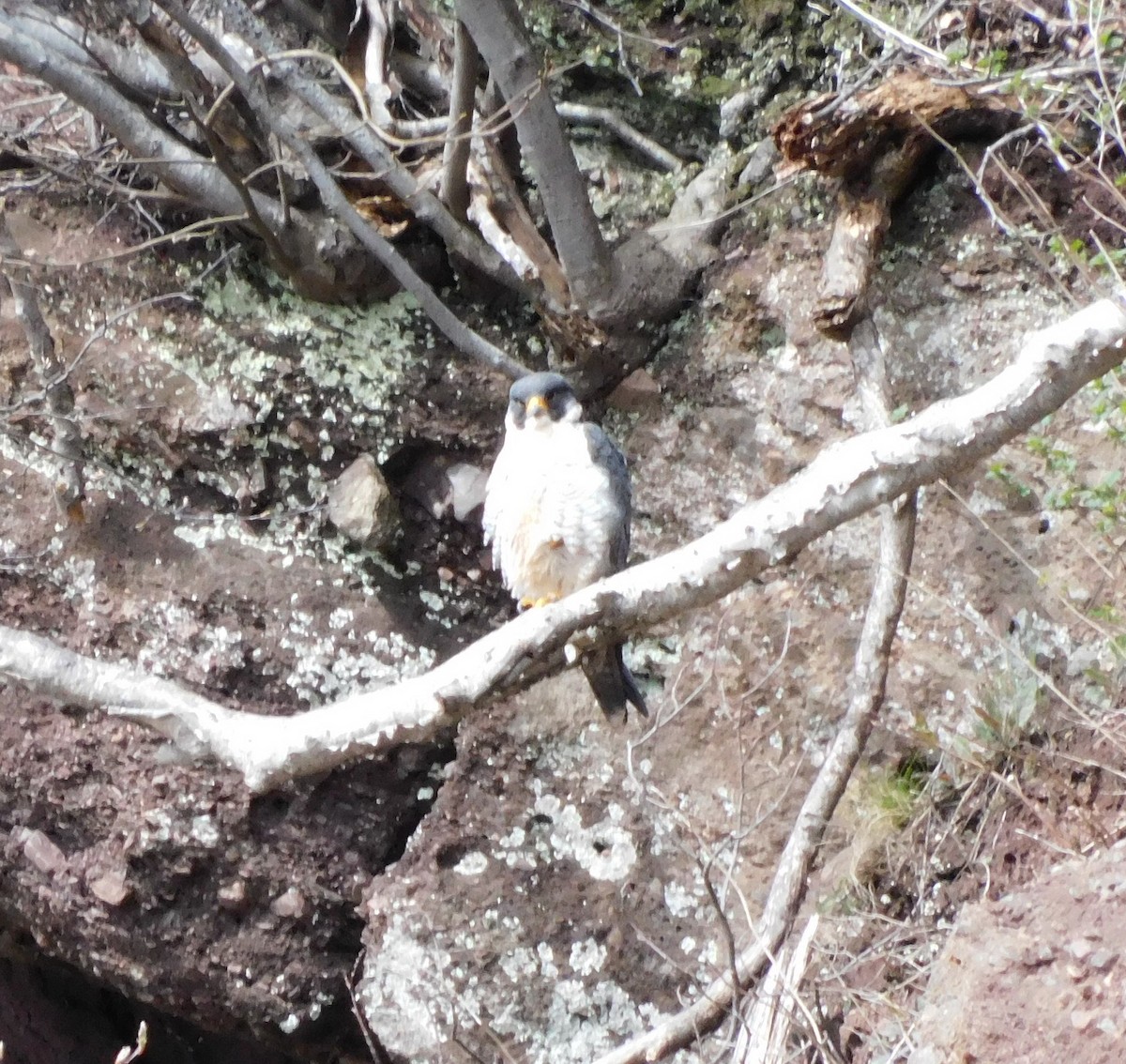 Peregrine Falcon - Amalie + Jeffrey Hutchinson